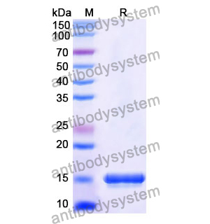 抗 Human CD120a/TNFRSF1A/TNFR1 納米抗體 (SAA1242)(RHD34001),Anti-Human CD120a/TNFRSF1A/TNFR1 Nanobody (SAA1242)