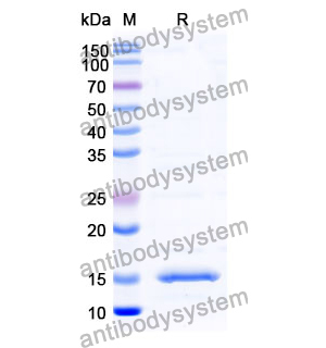 抗 Human C3 納米抗體 (SAA0981)(RHB89903),Anti-Human C3 Nanobody (SAA0981)