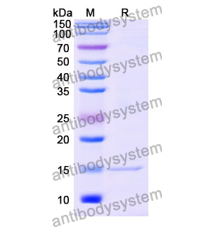 抗 Mouse CD282/TLR2 納米抗體 (SAA0821)(RMA95501),Anti-Mouse CD282/TLR2 Nanobody (SAA0821)