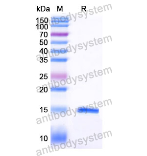 抗 Human PCSK9 纳米抗体 (SAA1344)(RHJ24001),Anti-Human PCSK9 Nanobody (SAA1344)