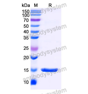 抗 SARS-CoV-2 S Protein 納米抗體 (SAA0986)(RVV00137),Anti-SARS-CoV-2 S Protein Nanobody (SAA0986)