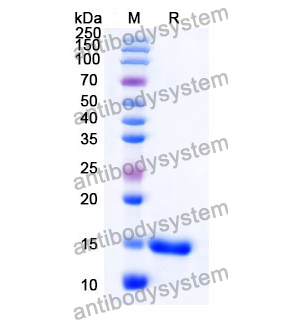 抗 Human CD28 納米抗體 (SAA1283)(RHC83401),Anti-Human CD28 Nanobody (SAA1283)