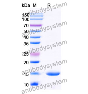 抗 Human RECQL5 納米抗體 (SAA1129)(RHB42604),Anti-Human RECQL5 Nanobody (SAA1129)