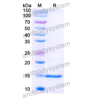 抗 Chick LYZ/Lysozyme C 納米抗體 (SAA1158)(RCK81001),Anti-Chick LYZ/Lysozyme C Nanobody (SAA1158)