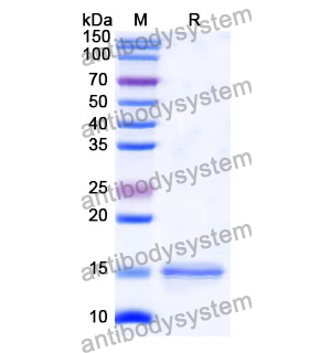 抗 Human H2AX 納米抗體 (SAA1140)(RHD15005),Anti-Human H2AX Nanobody (SAA1140)