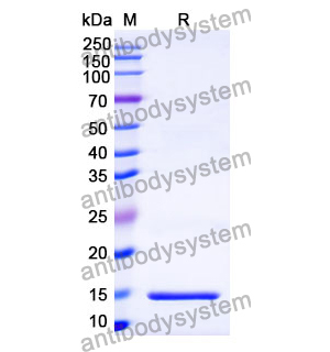 抗 P.gingivalis PorM 納米抗體 (Nb01)(RXX05901),Anti-P.gingivalis PorM Nanobody (Nb01)