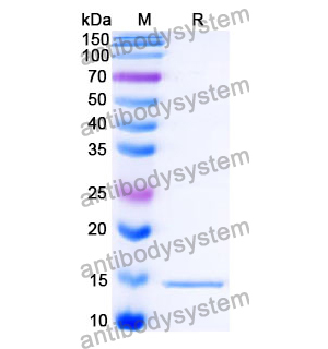 抗 SARS-CoV-2 S Protein 納米抗體 (SAA1147)(RVV00193),Anti-SARS-CoV-2 S Protein Nanobody (SAA1147)