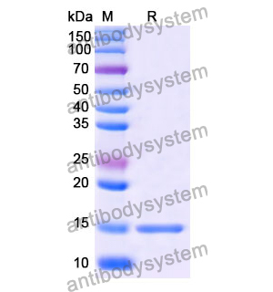 抗 Human APLNR 納米抗體 (SAA1317)(RHE10801),Anti-Human APLNR Nanobody (SAA1317)