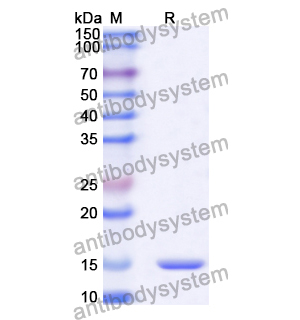 抗 Human SYNJ1 納米抗體 (SAA1055)(RHA67002),Anti-Human SYNJ1 Nanobody (SAA1055)