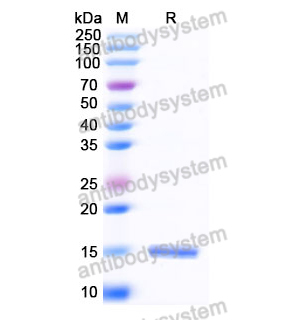 抗 Human AKT3 纳米抗体 (SAA1232)(RHJ84501),Anti-Human AKT3 Nanobody (SAA1232)