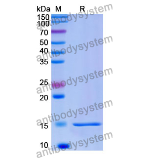 抗 Human HTT 纳米抗体 (SAA1032)(RHE38302),Anti-Human HTT Nanobody (SAA1032)