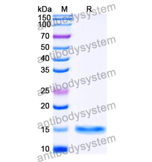 抗 SARS-CoV-2 S Protein 納米抗體 (SAA1094)(RVV00175),Anti-SARS-CoV-2 S Protein Nanobody (SAA1094)