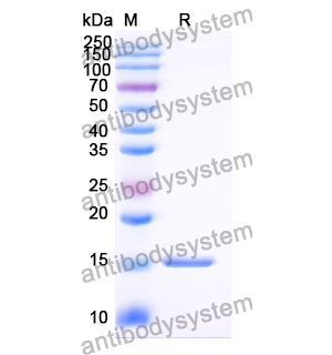 抗 Vibrio cholerae ctxB/Cholera Toxin Subunit B 納米抗體 (A9)(RXX05801),Anti-Vibrio cholerae ctxB/Cholera Toxin Subunit B Nanobody (A9)