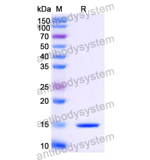 抗 Human ASC/TMS1/PYCARD 納米抗體 (SAA1025)(RHJ80802),Anti-Human ASC/TMS1/PYCARD Nanobody (SAA1025)