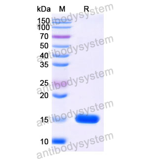 抗 SARS-CoV-2 S Protein 納米抗體 (SAA1081)(RVV00167),Anti-SARS-CoV-2 S Protein Nanobody (SAA1081)