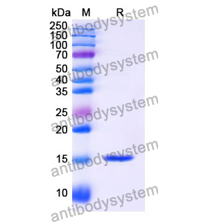 抗 Human MLANA 納米抗體 (SAA1259)(RHH33701),Anti-Human MLANA Nanobody (SAA1259)