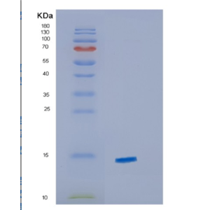 Recombinant Human CXCL9 Protein,Recombinant Human CXCL9 Protein