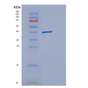 Recombinant Human DAAO Protein