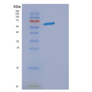 Recombinant Mouse Eogt Protein