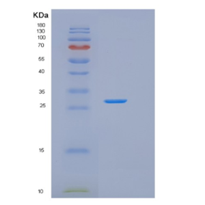 Recombinant Mouse Gsta1 Protein