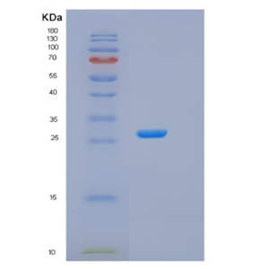 Recombinant Human GSTA4 Protein