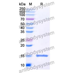 Anti-SARS-CoV-2 S Protein Nanobody (SAA1067)