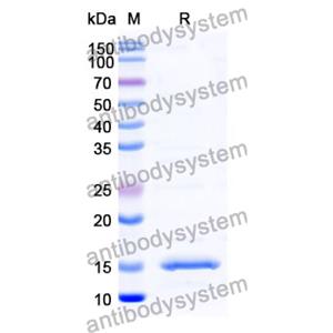 抗 Human C3 納米抗體 (SAA0981)(RHB89903),Anti-Human C3 Nanobody (SAA0981)