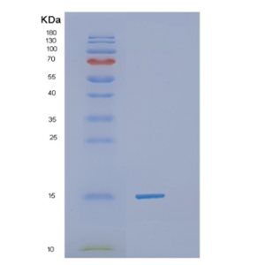 Recombinant Human H2AFZ Protein