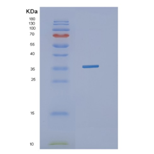 Recombinant Canine H3N2/HA Protein