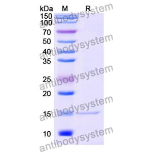 Anti-Mouse CD282/TLR2 Nanobody (SAA0821)