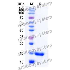 Anti-Human CD28 Nanobody (SAA1283)