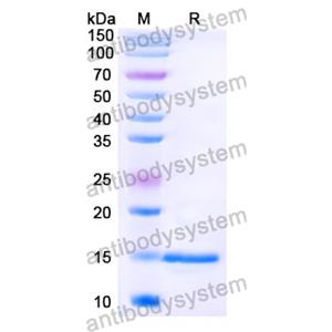 Anti-Chick LYZ/Lysozyme C Nanobody (SAA1158)