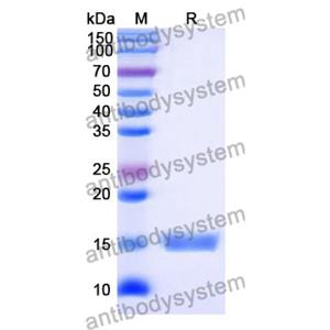 抗 Human HTR2A 納米抗體 (SAA1362)(RHD77301),Anti-Human HTR2A Nanobody (SAA1362)