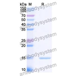 Anti-Human CD66e/CEA/CEACAM5 Nanobody (SAA0837)