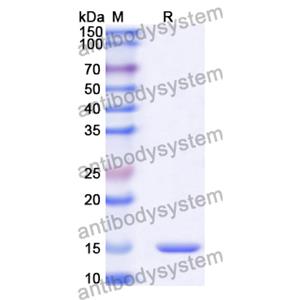 Anti-Human SYNJ1 Nanobody (SAA1055)