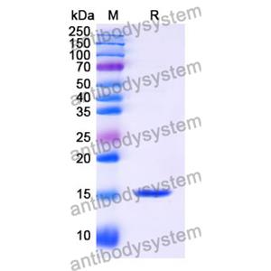 抗 Human MLANA 納米抗體 (SAA1259)(RHH33701),Anti-Human MLANA Nanobody (SAA1259)