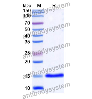 抗 Human CD152/CTLA4 納米抗體 (SAA1054)(RHD17203),Anti-Human CD152/CTLA4 Nanobody (SAA1054)