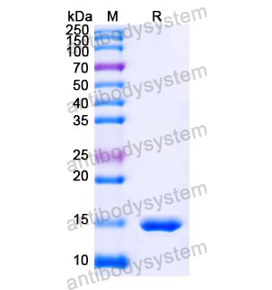 抗 Human CPB2 納米抗體 (SAA1018)(RHJ39603),Anti-Human CPB2 Nanobody (SAA1018)