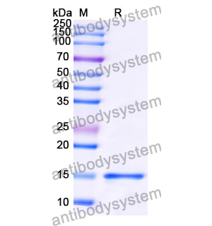 抗 Human SNCA/Alpha-synuclein 納米抗體 (SAA1198)(RHE22001),Anti-Human SNCA/Alpha-synuclein Nanobody (SAA1198)