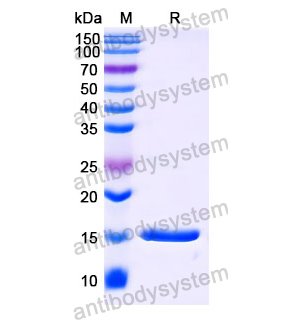 抗 Human FURIN 納米抗體 (SAA1180)(RHC44601),Anti-Human FURIN Nanobody (SAA1180)