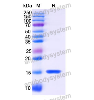 抗 Human BACE2 纳米抗体 (SAA1185)(RHJ90201),Anti-Human BACE2 Nanobody (SAA1185)