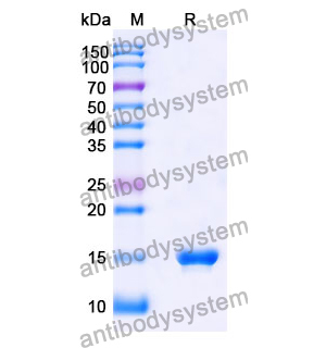 抗 SARS-CoV-2 S Protein 納米抗體 (SAA1048)(RVV00145),Anti-SARS-CoV-2 S Protein Nanobody (SAA1048)