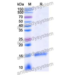 抗 Human A2AR/ADORA2A 納米抗體 (SAA1155)(RHD82101),Anti-Human A2AR/ADORA2A Nanobody (SAA1155)