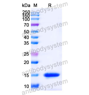 抗 Human GSN 納米抗體 (SAA0980)(RHC19802),Anti-Human GSN Nanobody (SAA0980)