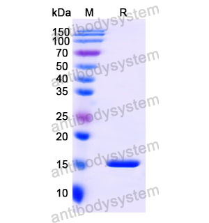 抗 Human CD3E 纳米抗体 (SAA1330)(RHC27701),Anti-Human CD3E Nanobody (SAA1330)