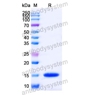 抗 Human IL6 納米抗體 (SAA1289)(RHC15802),Anti-Human IL6 Nanobody (SAA1289)