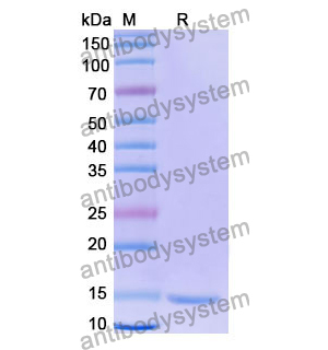 抗 Human MC4R 纳米抗体 (SAA1276)(RHD99202),Anti-Human MC4R Nanobody (SAA1276)