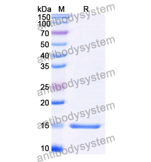 抗 Clostridium botulinum botA/BOTOX 纳米抗体 (SAA0922)(RXX00902),Anti-Clostridium botulinum botA/BOTOX Nanobody (SAA0922)