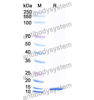 抗 Human GPR68 纳米抗体 (SAA1363)(RHH18001),Anti-Human GPR68 Nanobody (SAA1363)