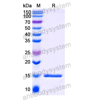 抗 Human FURIN 纳米抗体 (SAA1044)(RHC44602),Anti-Human FURIN Nanobody (SAA1044)